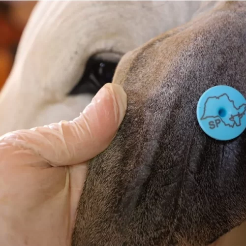 Sanidade Animal –  Em São Paulo, primeiro período da campanha de vacinação contra Brucelose termina no próximo dia 30