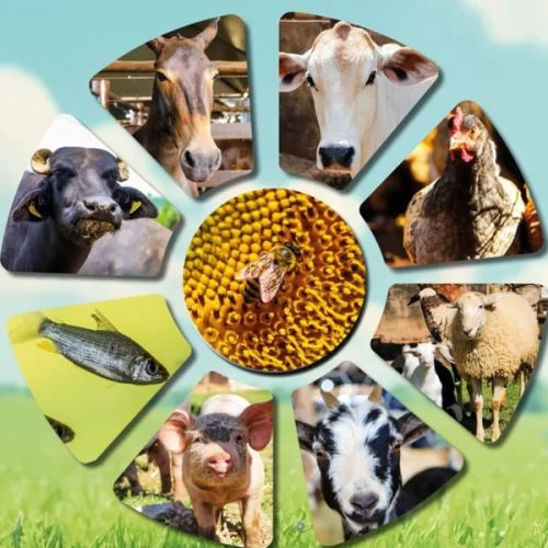 Sanidade Animal – Campanha de atualização obrigatória para todas as espécies começa neste sábado, 1º de novembro