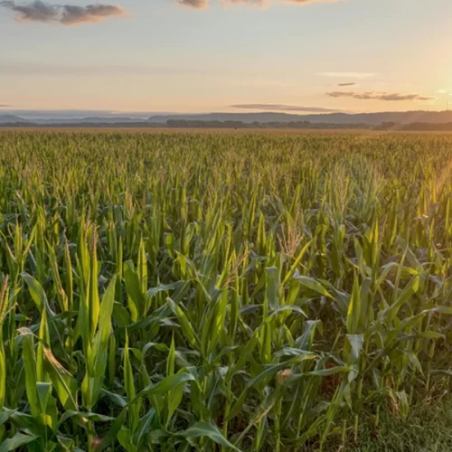 PIB da agropecuária cresce 11,7% e impulsiona resultado da economia em 2025