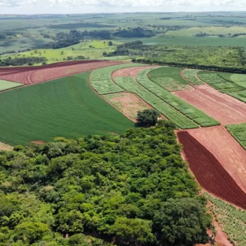 IAC recomenda estratégias de manejo na cana para aumento da produtividade agroindustrial