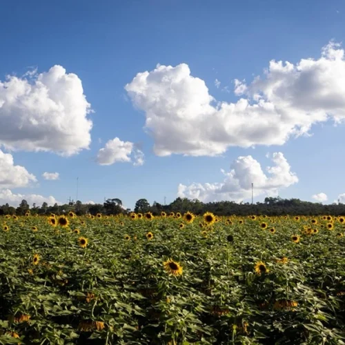 Mapa atualiza zoneamento agrícola de risco climático para girassol