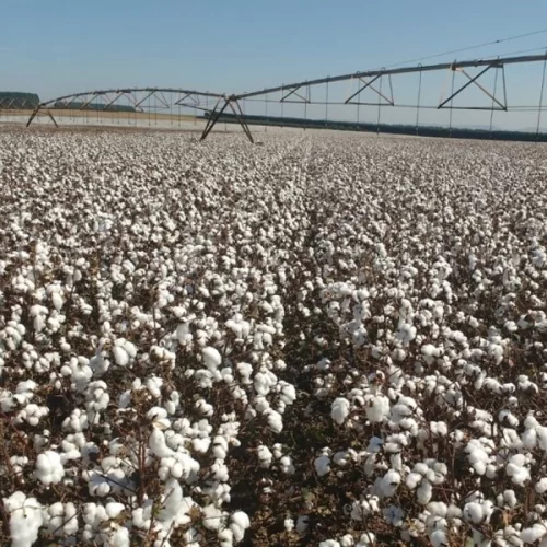 Tecnologia na irrigação: São Paulo se destaca com uso de pivôs centrais na agricultura