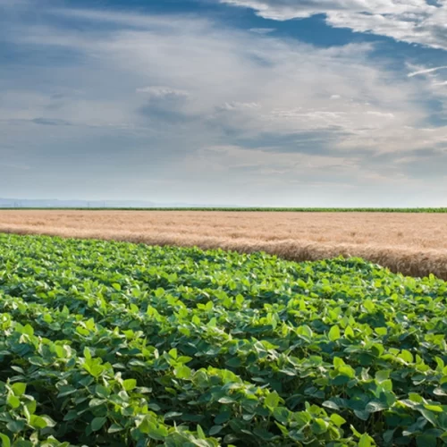 LCAs seguem como a maior fonte de recursos direcionados ao financiamento privado do agronegócio