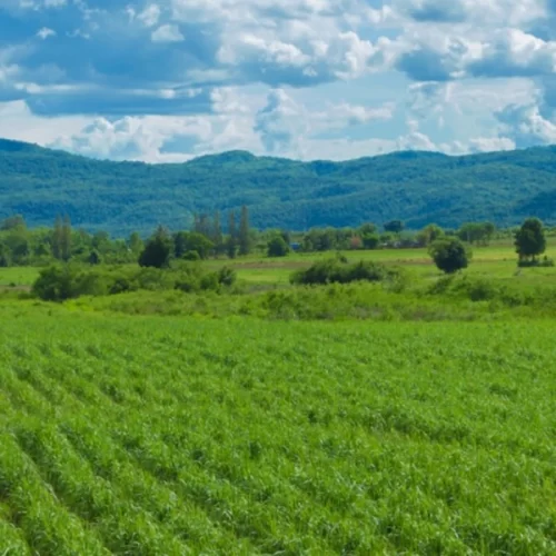 Valor da Produção Agropecuária paulista em 2024 será tema de debate em seminário do Instituto de Economia Agrícola