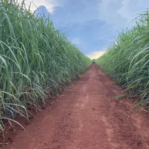 IAC apresenta duas novas variedades de cana-de-açúcar