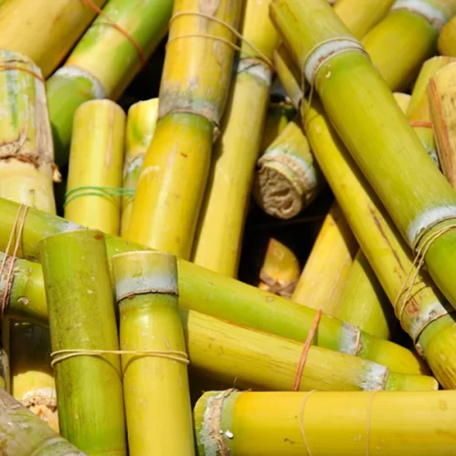 Abertura de mercado para exportação de mudas de cana-de-açúcar do Brasil para a Guatemala