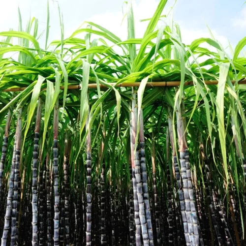 Zoneamento de Risco Climático da cana-de-açúcar é revisado e atualizado