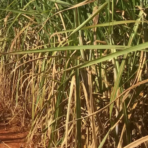 Irrigação por gotejamento na cana-de-açúcar reduz consumo de água, energia e mão de obra