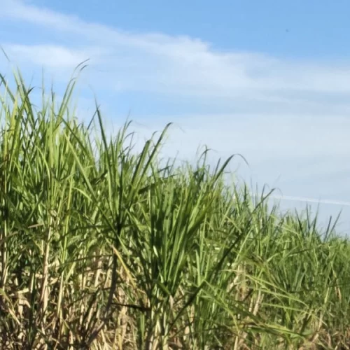 Cana: moagem no Centro-Sul deve crescer 3,6% em 2026/27, para 620,5 milhões de t