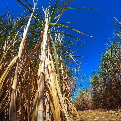 Manejo de plantas daninhas após a seca é chave para canaviais mais produtivos