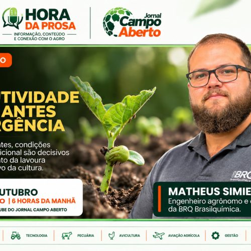 Produtividade do feijão começa antes do plantio e exige atenção ao solo, sementes e nutrição
