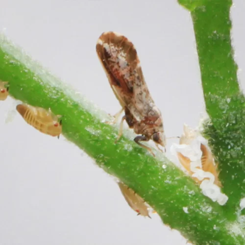 Captura de psilídeo cai pelo segundo ano consecutivo no parque citrícola