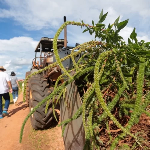 Governo de São Paulo regulamenta plano operacional para prevenção, controle e erradicação do caruru-gigante