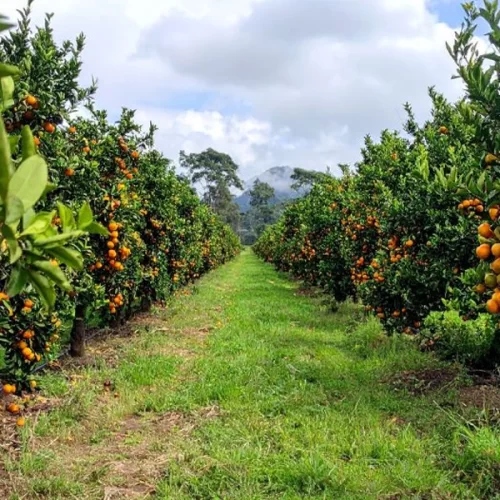 Citricultura ganha novo centro de pesquisa aplicada no Brasil