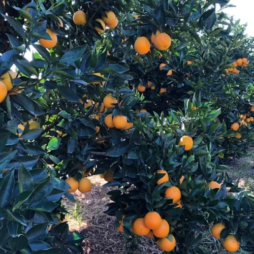 Na florada das culturas, inseticida de amplo espectro controla pragas de relevância econômica e favorece a seletividade