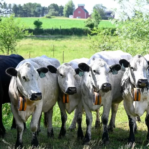 ARTIGO – Colares com GPS para bovinos melhoram a pastagem rotacionada