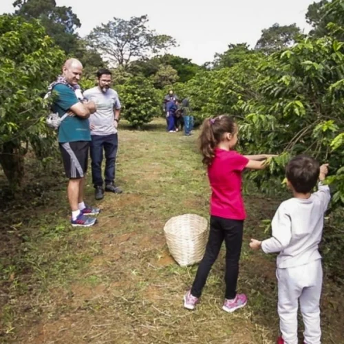 Colheita de café em plena capital paulista marca início da safra em São Paulo