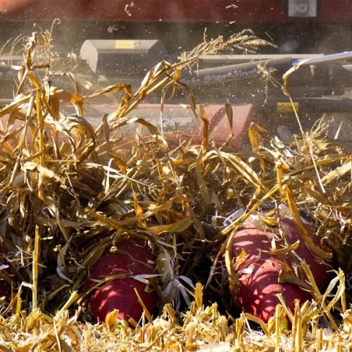 MILHO/CEPEA: Com cenário favorável no campo, comprador se mantém afastado