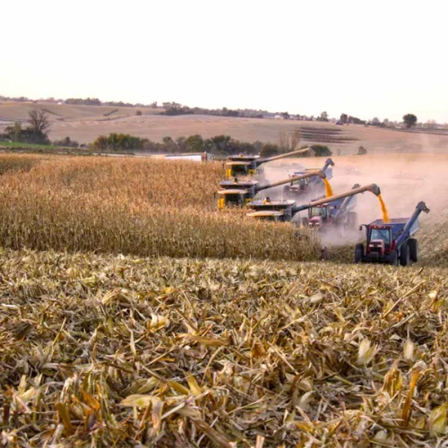 Erro em dados do USDA reacende dúvidas sobre a credibilidade das projeções agrícolas dos EUA