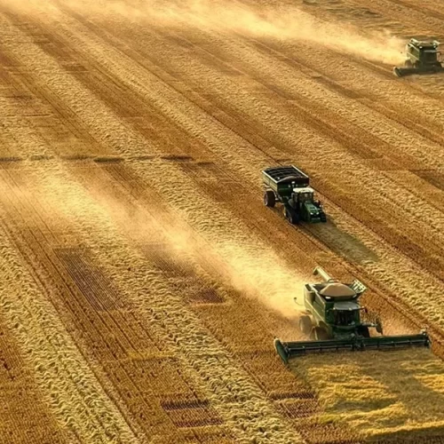 ARROZ/CEPEA: Com vendedor retraído, liquidez segue baixa