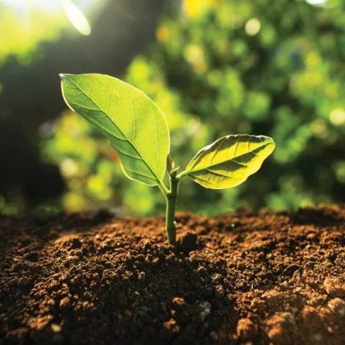 Valor contratado de crédito rural no estado de São Paulo recua em R$ 2,4 bi 