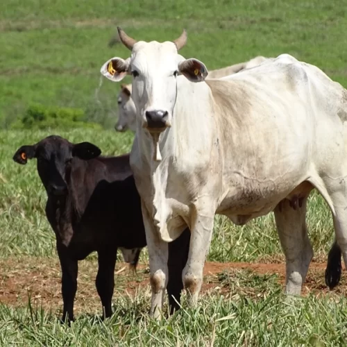 ‘Cowbot’: ferramenta gratuita da JBS realiza mais de 30 mil análises socioambientais para apoiar pecuaristas em todo o país