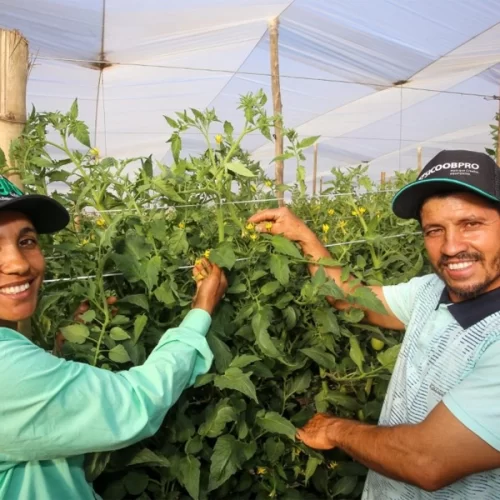 SP garante R$ 829 milhões em crédito e apoio ao agro e fortalece mais de 42 mil produtores rurais em três anos