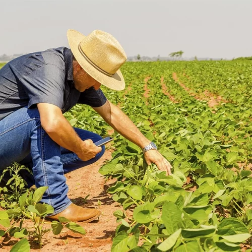 IA otimiza a análise de crédito no agronegócio e amplia acesso ao financiamento