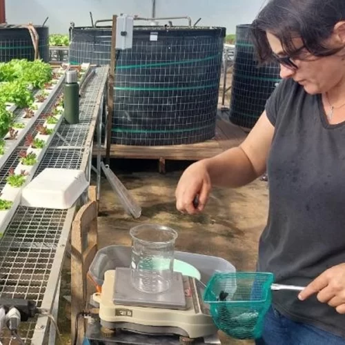 Estudo de aluna do Instituto de Pesca revela os benefícios do perifíton na produção sustentável de peixes e hortaliças