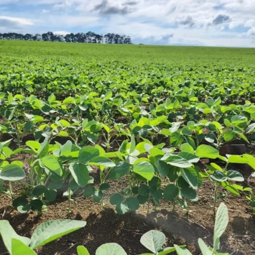 Apta Regional de Piracicaba promove Dia de Campo da Soja para debater impacto dos solos na produtividade e mitigação da seca