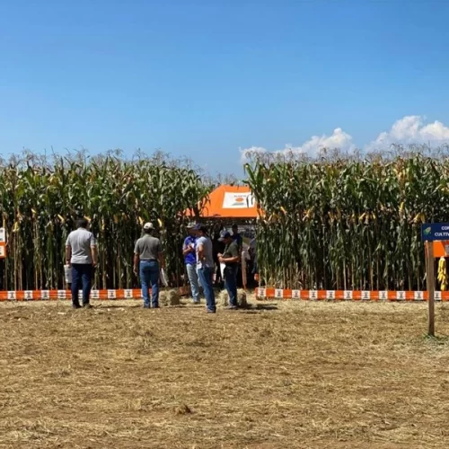 Vale do Paraíba – Dia de Campo apresentará aos produtores de leite novos cultivares de milho e evolução dos resultados de produtividade