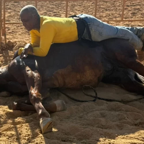 Curso de Doma Racional humaniza relação no campo