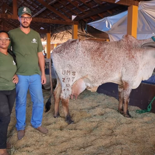 Elba FIV MS Santa Fé é a grande campeã do torneio Gir Leiteiro com produção total de 225,470 kg de leite e média de 75,157