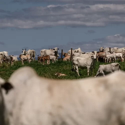 ESTADOS UNIDOS – Frigoríficos enfrentam ponto de virada após cotas chinesas atingirem a carne brasileira