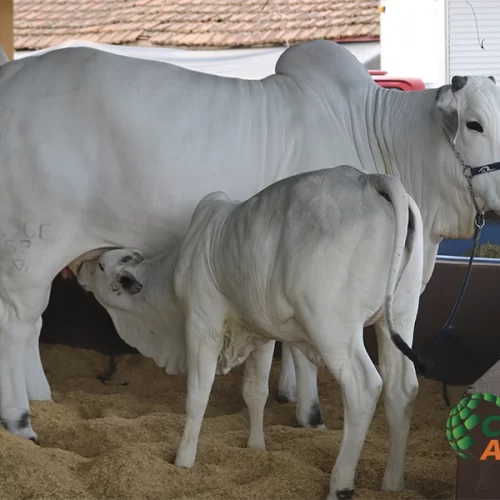 Nelore é destaque na 62ª Expo Rio Preto, com julgamentos, leilões e vitrine de negócios