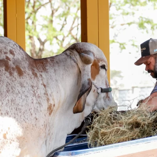 EXPO Rio Preto tem primeiro final de semana com atrações gratuitas para toda família
