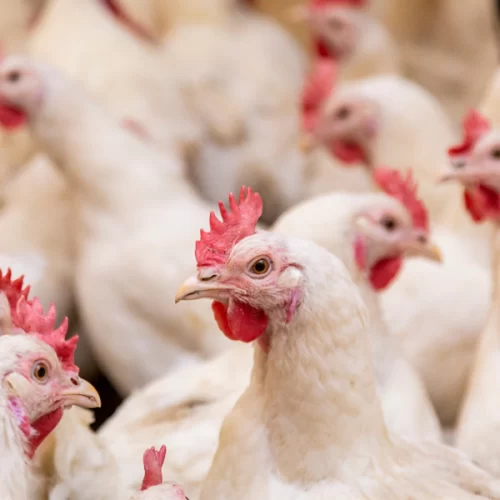 Mapa prorroga por mais 180 dias o estado de emergência zoossanitária por gripe aviária