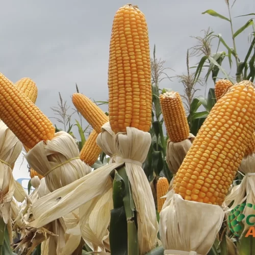 MILHO/CEPEA: Produtor foca trabalhos de campo; preços seguem em alta