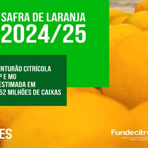 Terceira reestimativa da safra de laranja 2024/25 do cinturão citrícola de SP e MG prevê produção de 228,52 milhões de caixas