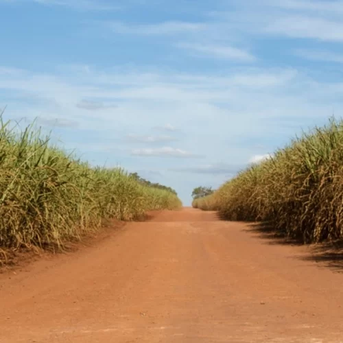 Seguro agrícola paramétrico será tema de debate em seminário do Instituto de Economia Agrícola