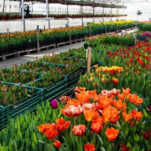 Clima gelado no Campo: estufa aquece e garante produção de flores em período de frio