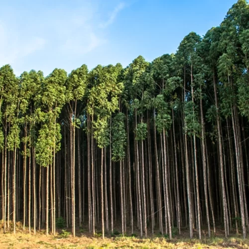 Agro exporta US$ 14,9 bi em maio e reforça tendência de diversificação da pauta exportadora