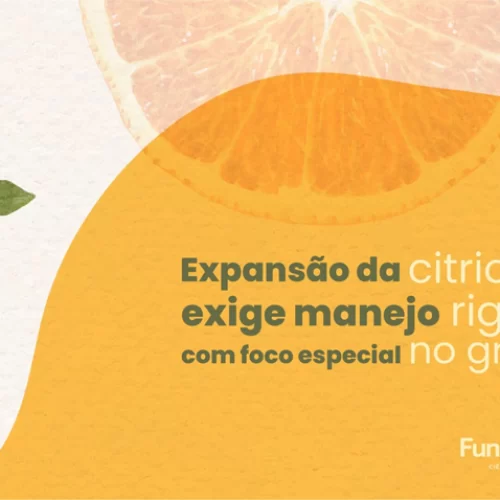 Expansão da citricultura exige manejo rigoroso, com foco especial no greening
