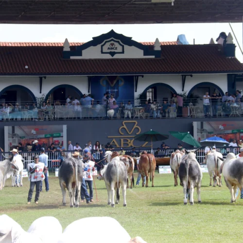 ExpoZebu 2026 terá eleições, registro histórico e premiações nas raças zebuínas