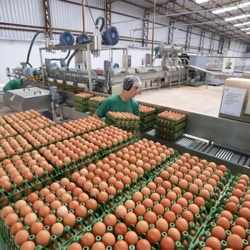 OVOS/CEPEA: Exportações caem, mas são recordes para o 3º tri