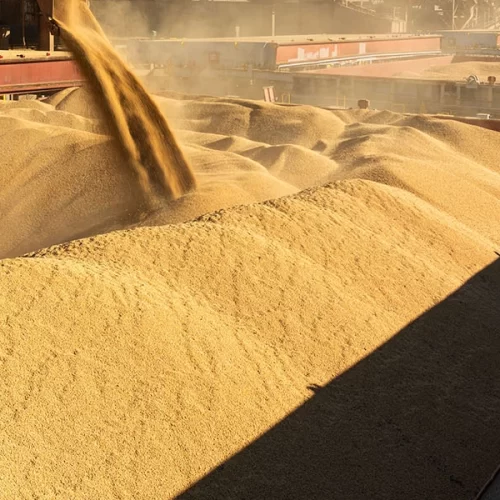 SOJA/CEPEA: Exportação de farelo é recorde na parcial do ano