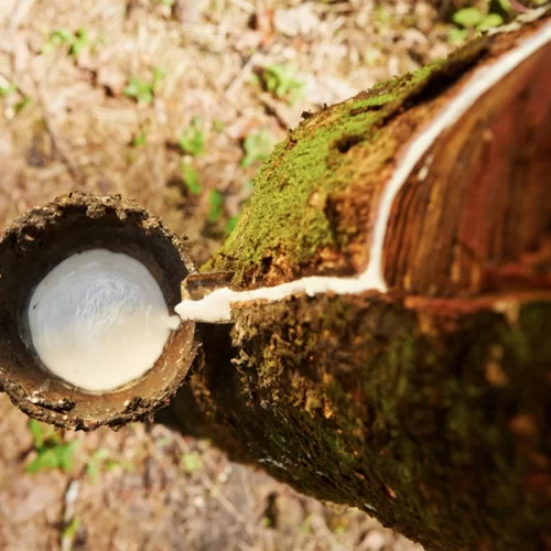 Produtos florestais são o 3º grupo mais exportado do agro paulista