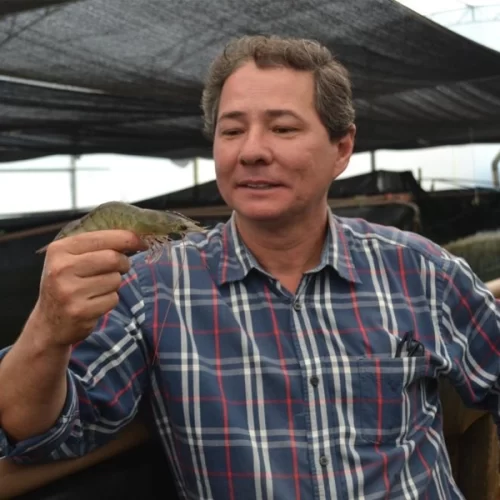 Instituto de Pesca busca tornar viável a produção de camarões longe do mar