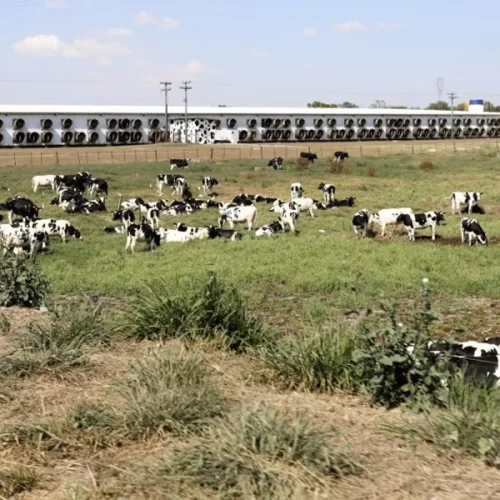 Fazenda de São Paulo lidera o ranking dos maiores produtores de leite do País