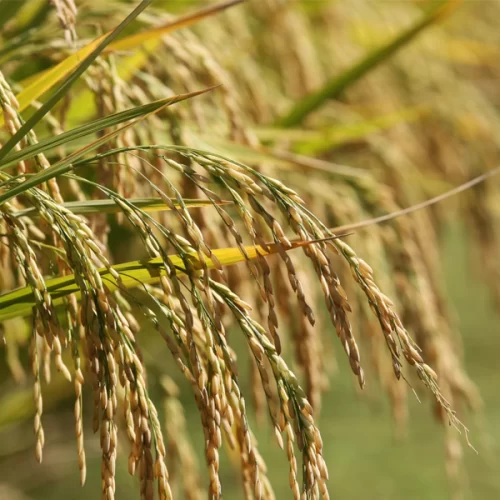 Federarroz orienta produtores a relatar aumento de preço e falta de óleo diesel